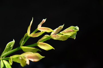 closeup leaves birdie plant,Euphorbia bracteata Jacq.