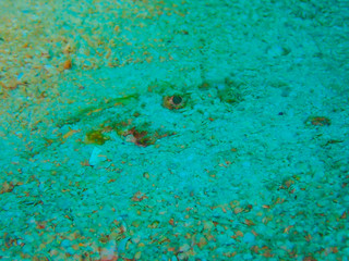 Fish hiding on the ocean floor under the sea, see only the eyes.