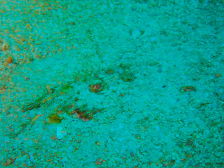 Fototapeta na wymiar Fish hiding on the ocean floor under the sea, see only the eyes.