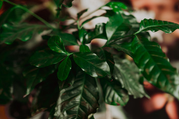Green coffee tree leafs in close up view, coffee plant background