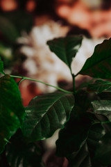 Green coffee tree leafs in close up view, coffee plant background