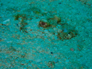 Fish hiding on the ocean floor under the sea, see only the eyes.