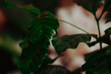 Fototapeta na wymiar Green coffee tree leafs in close up view, coffee plant background