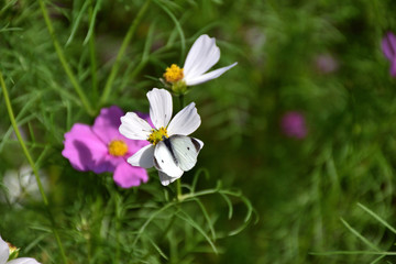 コスモスとモンシロチョウ