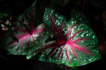 Fototapeta premium Queen of leafy plant, colourful leaves