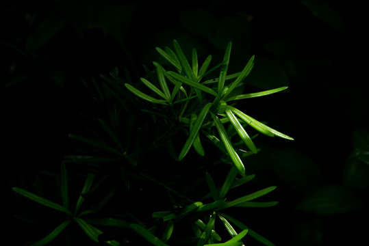 closeup needle plants leaves