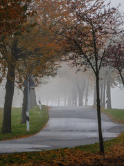 driving through the fog - Fahrt durch den Nebel