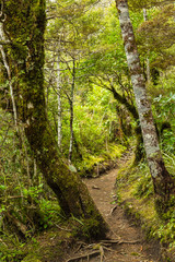 ニュージーランド　トンガリロ国立公園のタラナキ・フォールズ・トラックの林道