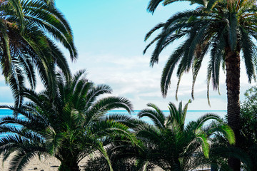 Fototapeta na wymiar tropical Palms Ocean sand beach vacation ok