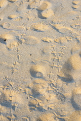 seagull footprint on the beach sand