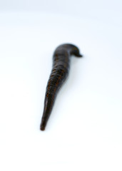 medical leech isolated on white background close up