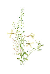 Naklejka premium Watercolor bouquet of wild herbs on a white background