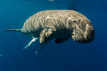 Dugong (sea cow) swiming in sea.