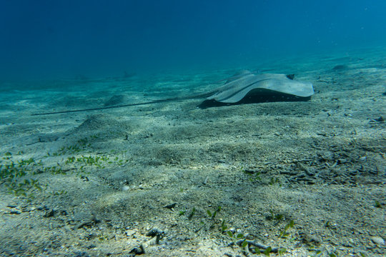 Honeycomb stingray (Himantura uarnak) at the bottom of the sea.