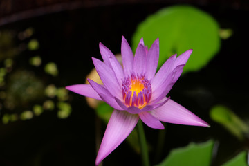 pink water lily in pond