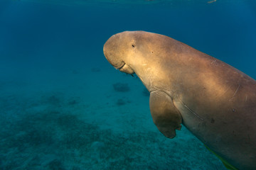 Sea cow or (Dugong) swiming in sea.	