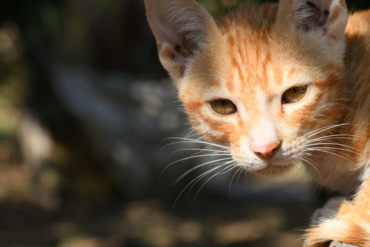 Orange Cat, looking front, stock photos