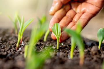 The seedlings of the corn are growing.
