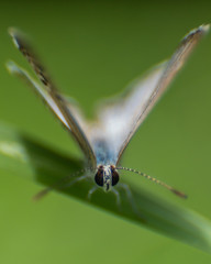 little butterfly