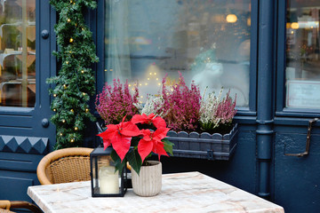 Christmas red flower poinsettia on white table near cafe.