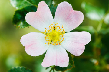 Obraz premium white and pink flower on green background