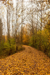 Road through a forest in autumn, Soria