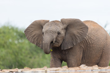 Obraz premium young juvenile elephant Madikwe
