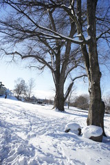 trees and dried branches in the winter 