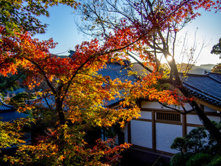 【静岡県伊豆】修禅寺「東海第一園」日本庭園の風景【秋】