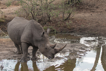 rhino in water