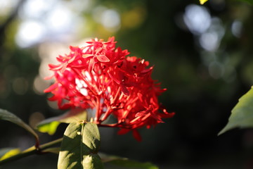 Fototapeta premium red flower in garden