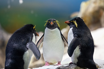 Three yellow plume penguins in the cold Antarctica