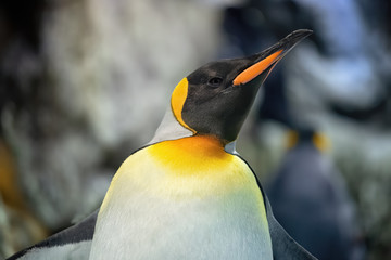 Emperor penguin in the cold antarctic ice