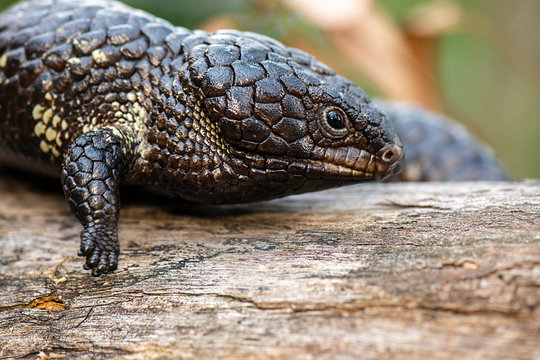 Shingleback or Tiliqua rugosa is a short-tailed, slow-moving species of blue-tongued skink found in Australia. 