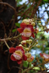 Cannonball flower in the garden