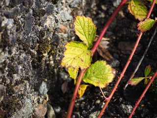 美しいツタに写真