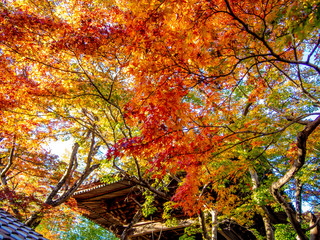 【静岡県伊豆】修禅寺境内の鐘楼とモミジ【秋】