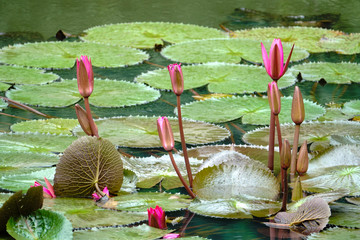 Pink lotus in park.