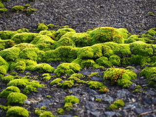 緑のコケの写真