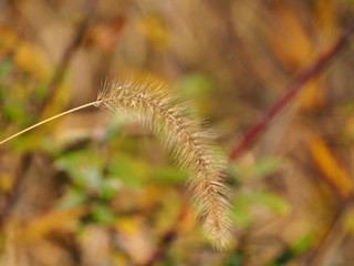 秋の猫じゃらしの写真