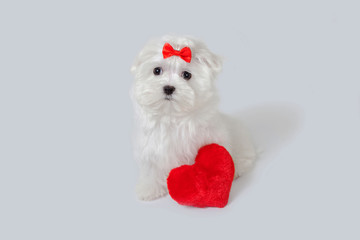 puppy lap dog with a red heart in the studio