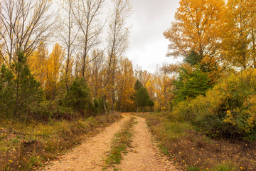 Road through a forest in autumn, Soria
