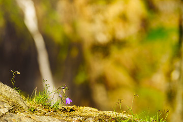Violet flowers in mountains. Spring or summer time.