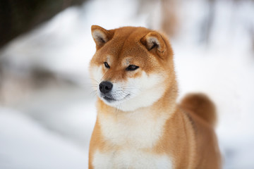 Beautiful Shiba Inu Dog in the winter forest