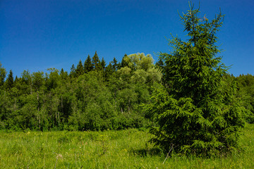 Evergreens and deciduous trees in virgin forest against blue sky. Beautiful summer landscape. Rest and enjoyment. Relaxation and meditation. Beauty of Russian nature in suburbs.