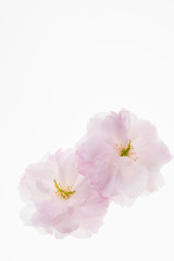 Naklejka na ściany i meble Beautiful spring flowering cherry blossoms isolated against a white background. 