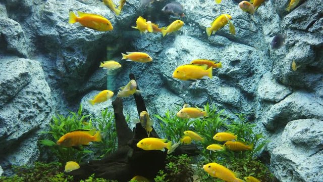 Electric yellow cichlid (Labidochromis caeruleus) or lemon yellow lab the blue streak hap in fish tank or aquarium, 4K