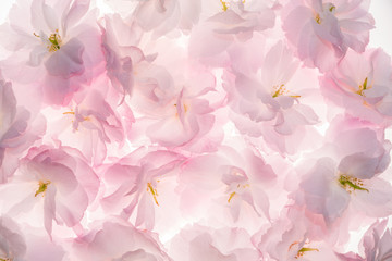 Beautiful spring flowering cherry blossoms isolated against a white background. 