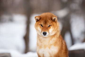 Beautiful Shiba Inu Dog in the winter forest