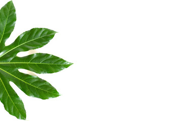 Naklejka na ściany i meble Green aralia leaf on white background with copy space